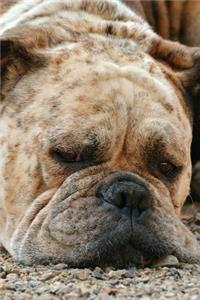 Sleepy Freckle-Face Bulldog Journal