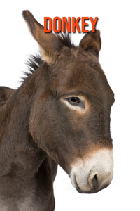 Donkey