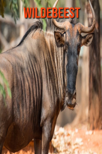 Wildebeest