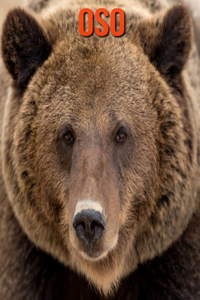 Oso