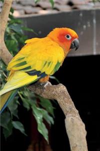 Sun Conure Parrot Journal