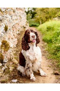 English Springer Spaniel