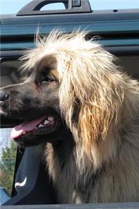 Happy Leonberger Dog Going for a Ride Journal
