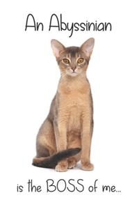 An Abyssinian Cat is the Boss of me...