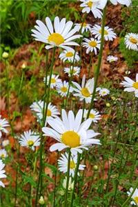 Daisy Field Summer 2019 Weekly Planner 134 Pages