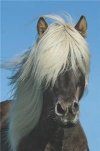 Icelandic Horse Journal