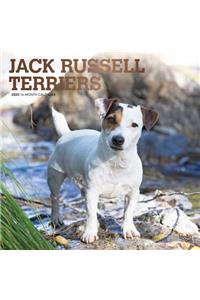 Jack Russell Terriers 2020 Square Foil