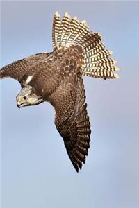 Falcon Notebook