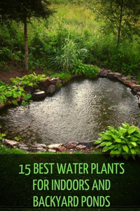 15 Best Water Plants for Indoors and Backyard Ponds