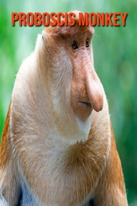 Proboscis Monkey