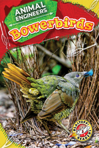 Bowerbirds