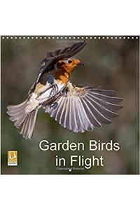 Garden Birds in Flight 2017