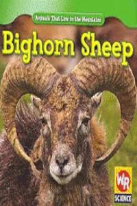 Bighorn Sheep
