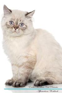 Exotic Shorthair Cat Affirmations Workbook Exotic Shorthair Cat Presents