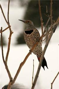 Alabama State Bird - Northern Flicker Journal