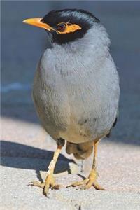 Yellow-faced Mynah Bird Journal
