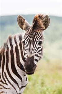 Zebra Checking You Out Journal: 150 Page Lined Notebook/Diary
