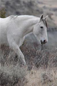 A Wild White Horse in the Foothills Journal