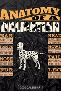 Anatomy Of A Dalmatian