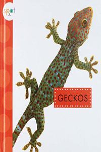 Geckos