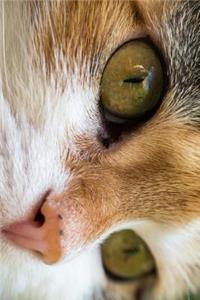 Look into the Eyes of the Cat Journal