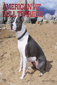 American Pit Bull Terriers 2022 Square