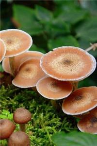 Fungus Notebook
