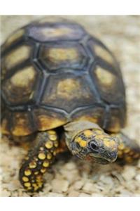 Turtle Bullet Journal