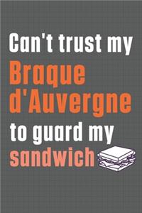 Can't trust my Braque d'Auvergne to guard my sandwich