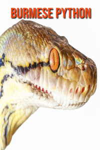 Burmese Python