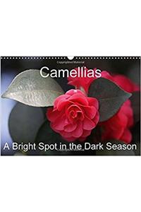 Camellias A Bright Spot in the Dark Season 2017