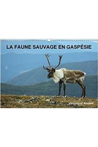 Faune Sauvage En Gaspesie 2018