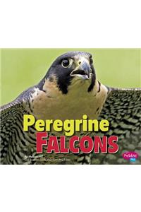 Peregrine Falcons