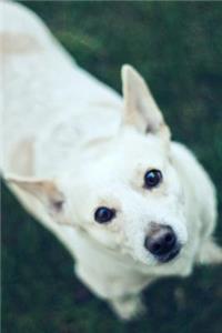 White Dog Journal
