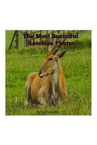 The Most Beautiful Antelope Photos