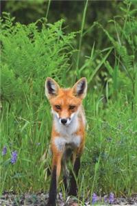 Red Fox on the Prowl Journal