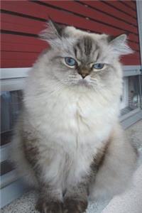 Persian Cat Plotting World Domination Journal