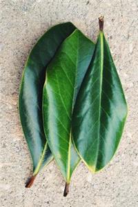 Glossy Dark Emerald Green Magnolia Leaves Foliage Journal