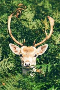 A Deer Peering Out of the Woods Journal