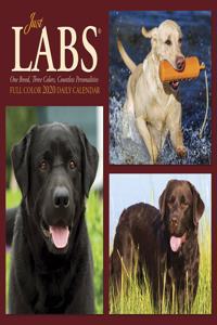 Just Labs 2020 Box Calendar (Dog Breed Calendar)