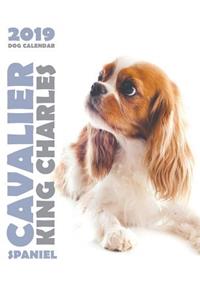 Cavalier King Charles Spaniel 2019 Dog Calendar