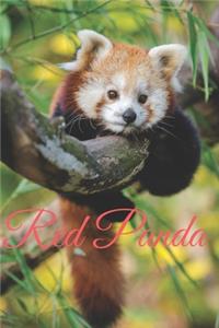 Red Panda