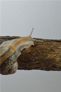 Snail On a Branch Notebook
