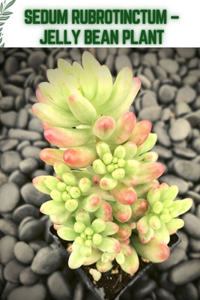 Sedum Rubrotinctum - Jelly Bean Plant