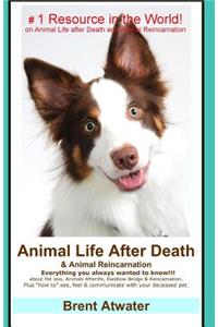 Animal Life After Death & Animal Reincarnation