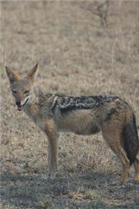 Black-Backed Jackal Journal