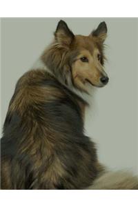 Shetland Sheepdog