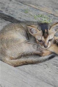 Adorable Little Burmese Kitten Curled Up on the Deck Pet Journal