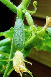 Baby Cucumbers in the Garden Journal