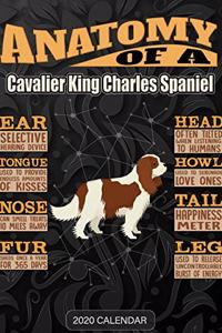 Anatomy Of A Cavalier King Charles Spaniel